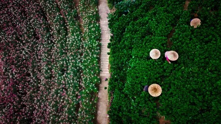Blomsterfeltene i Buwakan ni Alejandra i Balamban sett ovenfra