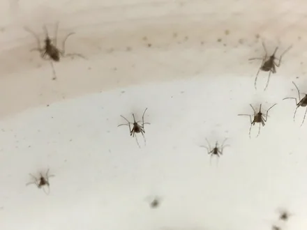 Aedes aegypti, myggen som overfører dengue