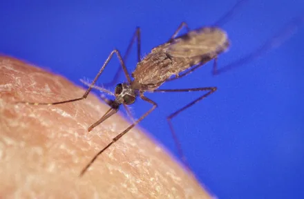 Anopheles-mygg, som overfører malaria