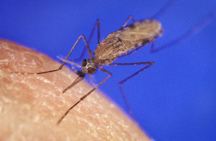 Anopheles-mygg, som overfører malaria